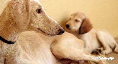  مرکز سالوکی عربی شهر امارات متحده عربی کشور ابوظبی