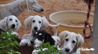  مرکز سالوکی عربی شهر امارات متحده عربی کشور ابوظبی