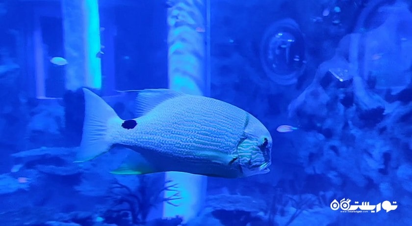  موزه تاریخ و آکواریوم ابوظبی شهر امارات متحده عربی کشور ابوظبی