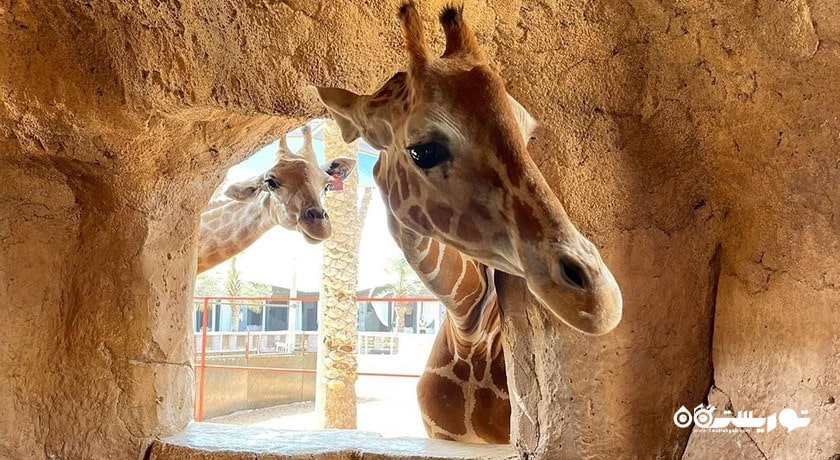 سرگرمی باغ وحش پارک امارات شهر امارات متحده عربی کشور ابوظبی