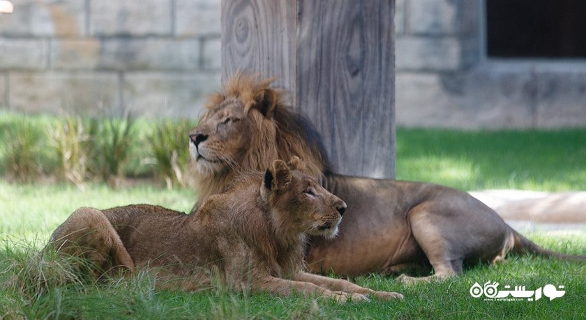 سرگرمی باغ وحش پارک امارات شهر امارات متحده عربی کشور ابوظبی