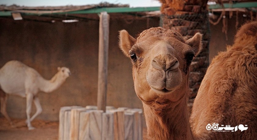 سرگرمی باغ وحش پارک امارات شهر امارات متحده عربی کشور ابوظبی