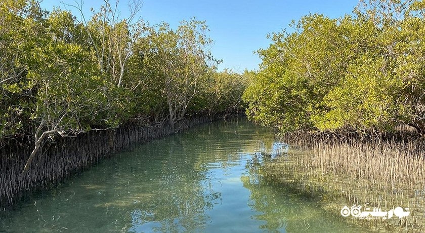  پارک ملی جنگل حرا شهر امارات متحده عربی کشور ابوظبی