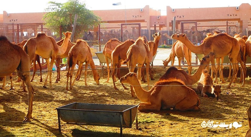 سرگرمی سفر به شهر العین شهر امارات متحده عربی کشور ابوظبی