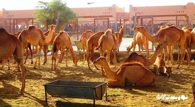 سرگرمی سفر به شهر العین شهر امارات متحده عربی کشور ابوظبی