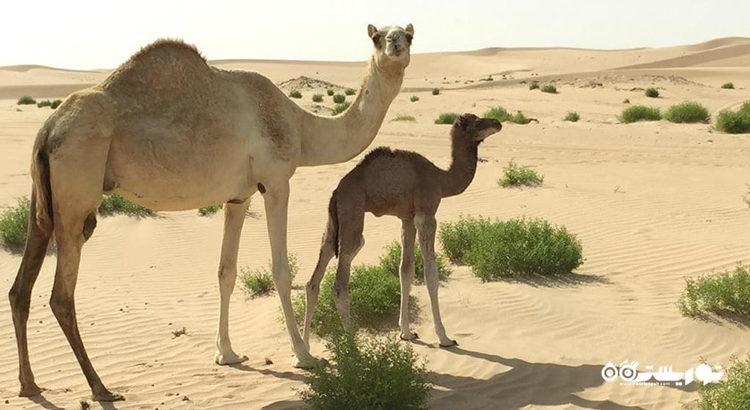 سافاری شتر -  شهر ابوظبی