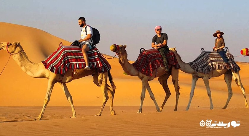 سافاری شتر -  شهر ابوظبی