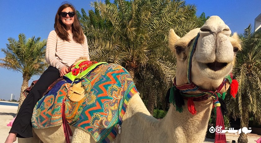 سرگرمی سافاری شتر شهر امارات متحده عربی کشور ابوظبی