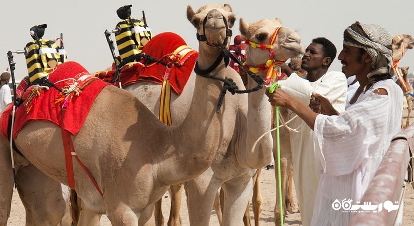 سرگرمی مسابقه شتر دوانی با ربات شهر امارات متحده عربی کشور ابوظبی