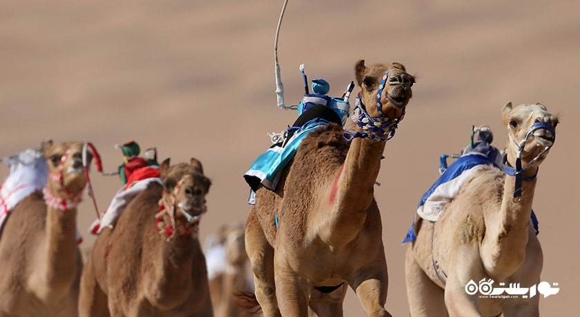 سرگرمی مسابقه شتر دوانی با ربات شهر امارات متحده عربی کشور ابوظبی