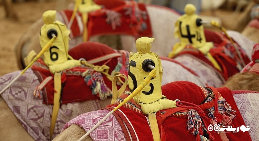 سرگرمی مسابقه شتر دوانی با ربات شهر امارات متحده عربی کشور ابوظبی