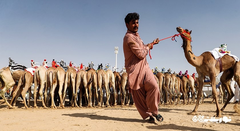 سرگرمی مسابقه شتر دوانی با ربات شهر امارات متحده عربی کشور ابوظبی