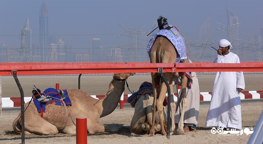 سرگرمی مسابقه شتر دوانی با ربات شهر امارات متحده عربی کشور ابوظبی