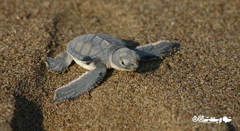 سرگرمی ساحل لاکپشت آلاگادی شهر قبرس شمالی کشور نیکوزیای شمالی