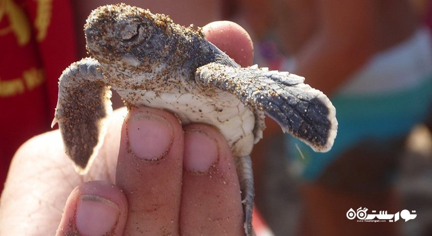 ساحل لاکپشت آلاگادی -  شهر نیکوزیای شمالی