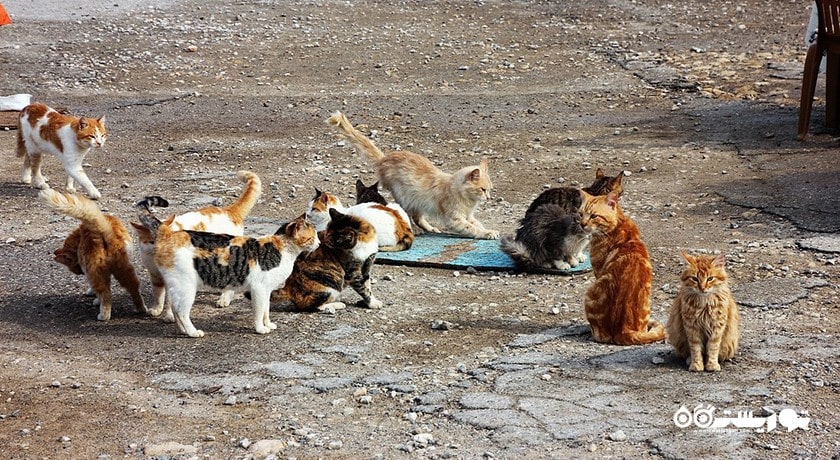 پارک ملی قبرس شمالی -  شهر نیکوزیای شمالی