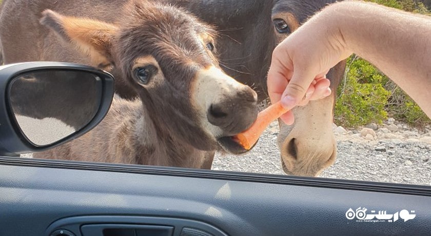 پارک ملی قبرس شمالی -  شهر نیکوزیای شمالی