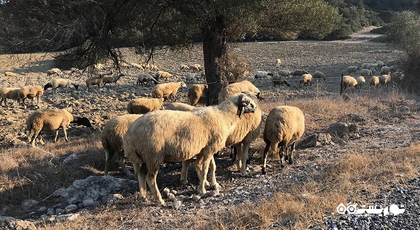 پارک ملی قبرس شمالی -  شهر نیکوزیای شمالی