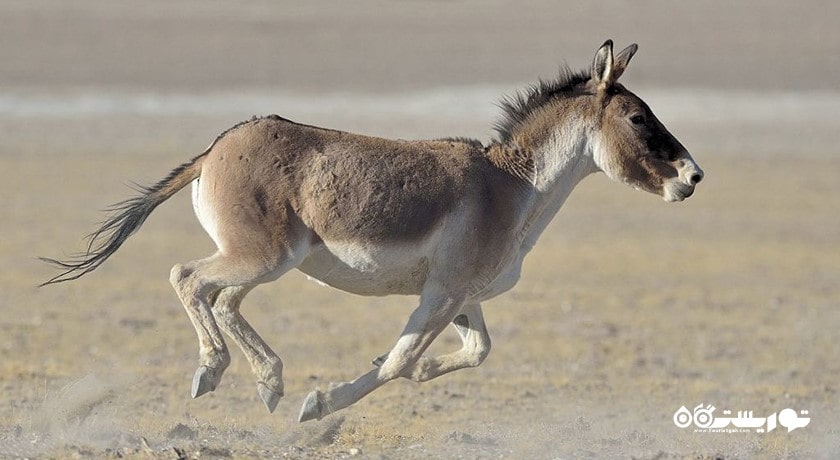 سرگرمی بازدید از الاغ های وحشی در شبه جزیره کارپاز شهر قبرس شمالی کشور نیکوزیای شمالی