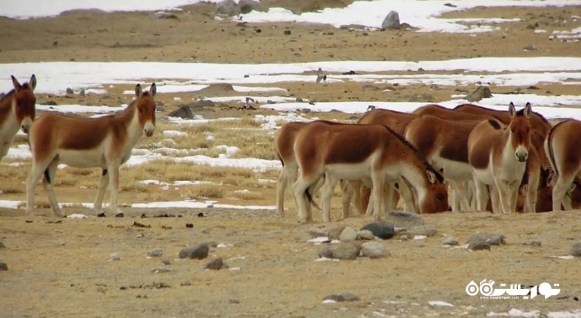بازدید از الاغ های وحشی در شبه جزیره کارپاز -  شهر نیکوزیای شمالی
