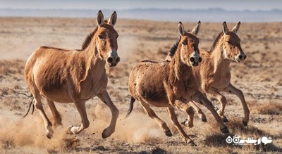 سرگرمی بازدید از الاغ های وحشی در شبه جزیره کارپاز شهر قبرس شمالی کشور نیکوزیای شمالی