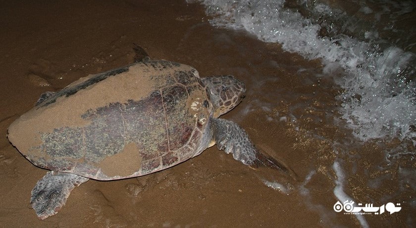 سرگرمی تماشای لاکپشت در قبرس شمالی شهر قبرس شمالی کشور نیکوزیای شمالی