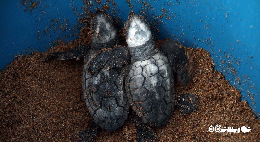 سرگرمی تماشای لاکپشت در قبرس شمالی شهر قبرس شمالی کشور نیکوزیای شمالی