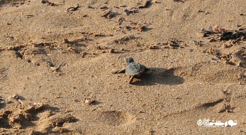 سرگرمی تماشای لاکپشت در قبرس شمالی شهر قبرس شمالی کشور نیکوزیای شمالی