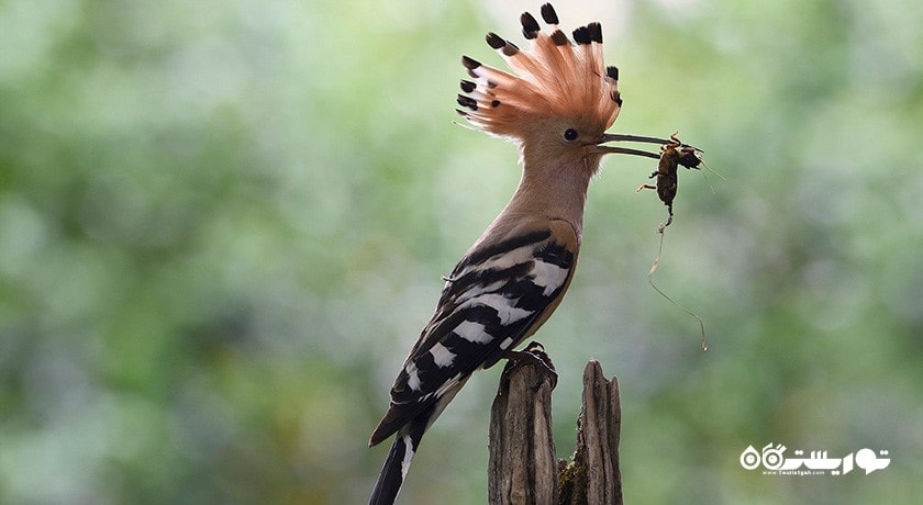سرگرمی تماشای پرنده ها در قبرس شمالی شهر قبرس شمالی کشور نیکوزیای شمالی