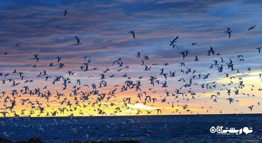 سرگرمی تماشای پرنده ها در قبرس شمالی شهر قبرس شمالی کشور نیکوزیای شمالی