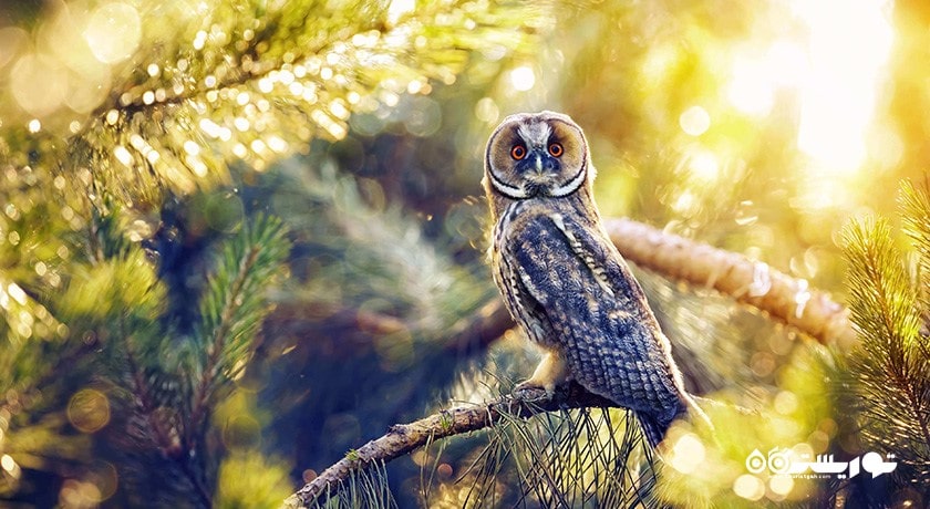 تماشای پرنده ها در قبرس شمالی -  شهر نیکوزیای شمالی