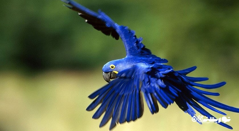 تماشای پرنده ها در قبرس شمالی -  شهر نیکوزیای شمالی