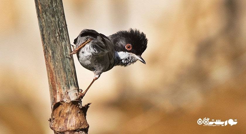 سرگرمی تماشای پرنده ها در قبرس شمالی شهر قبرس شمالی کشور نیکوزیای شمالی