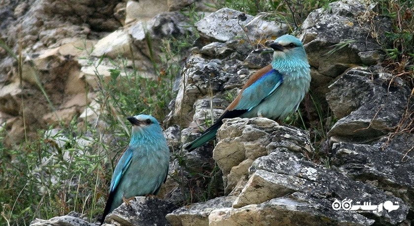 سرگرمی تماشای پرنده ها در قبرس شمالی شهر قبرس شمالی کشور نیکوزیای شمالی