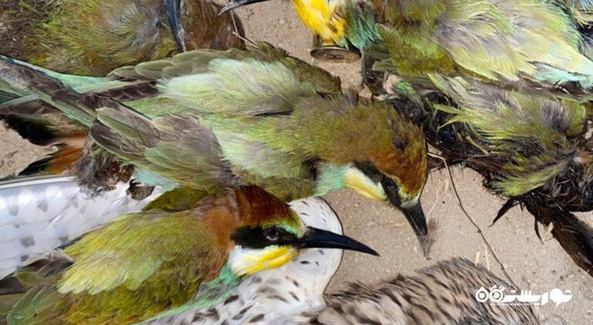 سرگرمی شکار در قبرس شمالی شهر قبرس شمالی کشور نیکوزیای شمالی