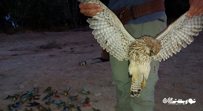سرگرمی شکار در قبرس شمالی شهر قبرس شمالی کشور نیکوزیای شمالی