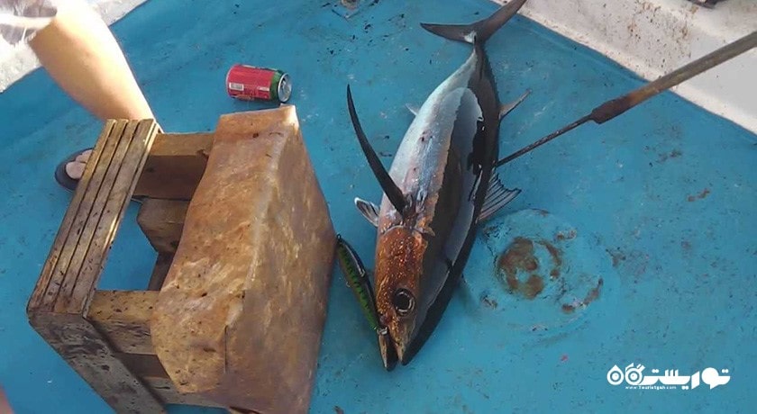 ماهیگیری در قبرس شمالی -  شهر نیکوزیای شمالی