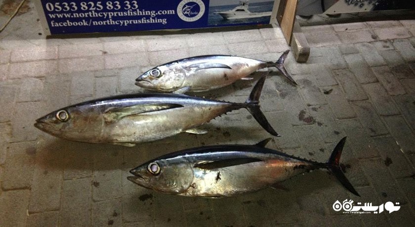 سرگرمی ماهیگیری در قبرس شمالی شهر قبرس شمالی کشور نیکوزیای شمالی