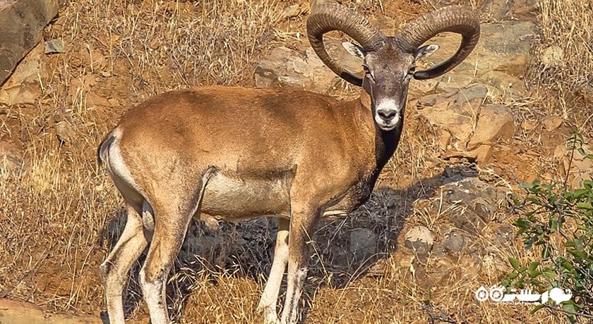 حیات وحش قبرس شمالی -  شهر نیکوزیای شمالی