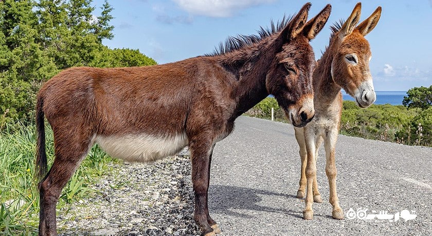 سرگرمی حیات وحش قبرس شمالی شهر قبرس شمالی کشور نیکوزیای شمالی
