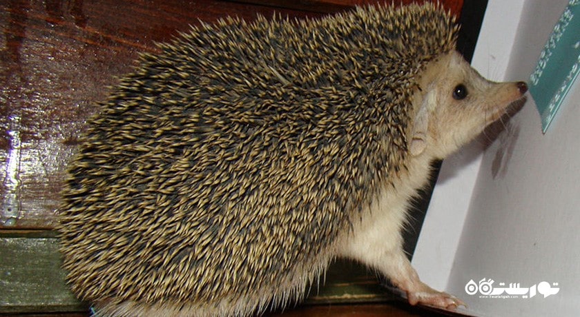 سرگرمی حیات وحش قبرس شمالی شهر قبرس شمالی کشور نیکوزیای شمالی