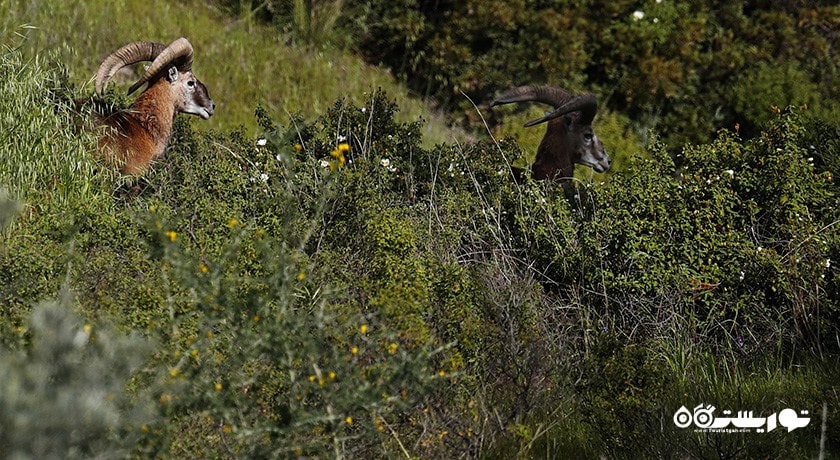 سرگرمی حیات وحش قبرس شمالی شهر قبرس شمالی کشور نیکوزیای شمالی