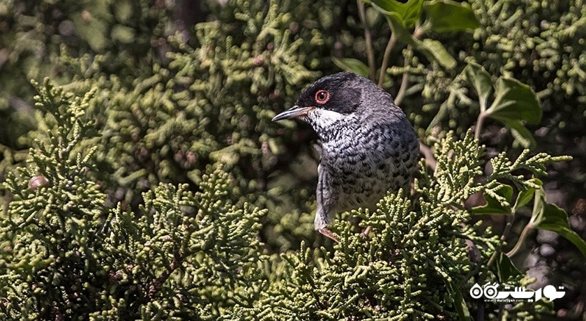 حیات وحش قبرس شمالی -  شهر نیکوزیای شمالی