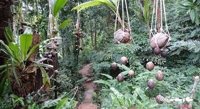  آبشار تان روآ شهر تایلند کشور کو سامویی