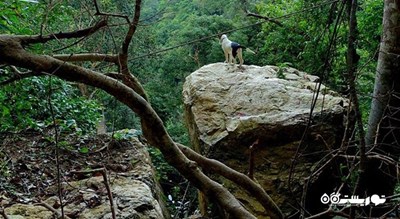  آبشار تان روآ شهر تایلند کشور کو سامویی