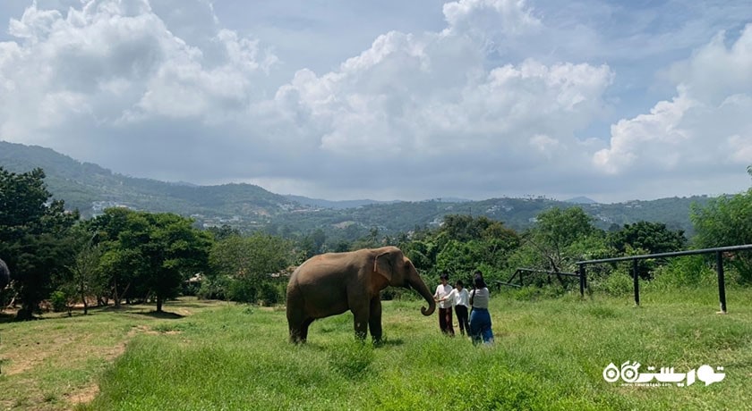  پناهگاه فیل سامویی شهر تایلند کشور کو سامویی