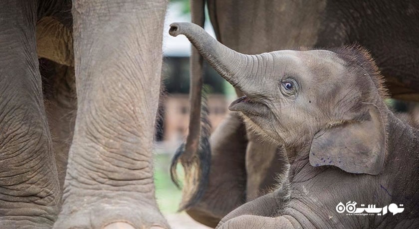  پناهگاه فیل سامویی شهر تایلند کشور کو سامویی