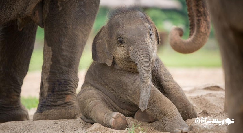  پناهگاه فیل سامویی شهر تایلند کشور کو سامویی