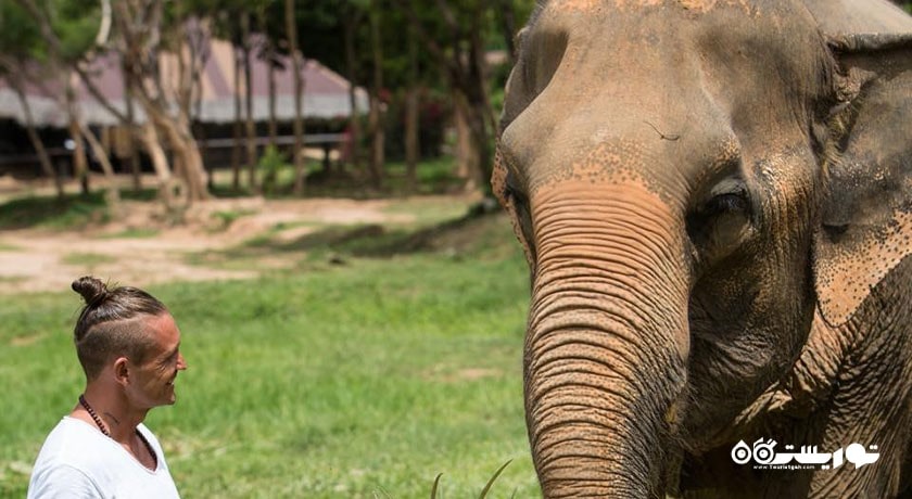  پناهگاه فیل سامویی شهر تایلند کشور کو سامویی