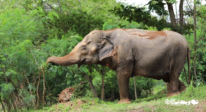  پناهگاه فیل سامویی شهر تایلند کشور کو سامویی